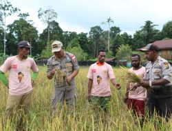 Berdayakan Ekonomi OAP, Binmas Noken Polri Berikan bantuan Pasa Petani Padi Yahukimo