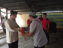 Idul Adha, Polda Papua Serahkan 19 Ekor Sapi kepada Umat