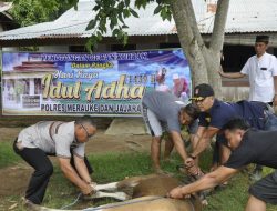 Idul Adha, Polres Merauke gelar Pemotongan Hewan Kurban