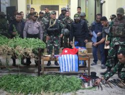 TNI dan Polri Amankan Ratusan Pohon Ganja dan Bendera Bintang Kejora