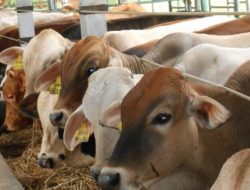 Pasereng: Sumber Pangan Daging Wilayah Meepago Dari Dogiyai