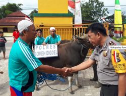 Semarak Idul Adha 10 Dzulhijjah 1439 H di Boven Digoel, Polres Kurban 1 Ekor Sapi