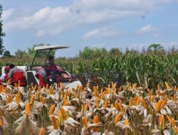 Kementan Pastikan Produksi Jagung Nasional Surplus