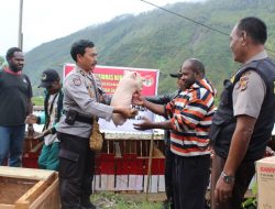 Binmas Noken Polri Sumbang 30 ekor babi Pada Warga Puncak Jaya