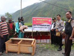 Polres Puncak Jaya bersama Binmas Noken Polri Gelar Budidaya Ternak babi