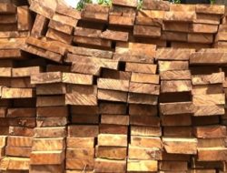 81 Kontainer Kayu Ilegal Hasil Sitaan Bakal di Lelang