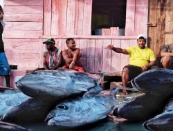 Wah, Harga Ikan Laut Tembus Rp700.000/ekor