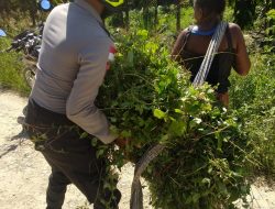 Bhabinkamtibas Bantu Warga Kampung Dukwia Cari Rumput Pakan Ternak
