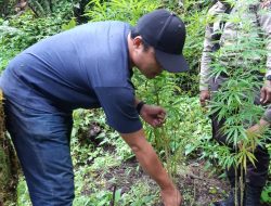Polisi Pegunungan Bintang Temukan Tanaman Ganja