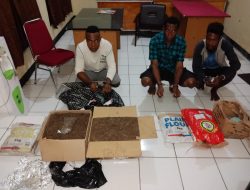 3 Bandar Ganja Asal PNG Diringkus, Belasan Kilo Ganja Diamankan