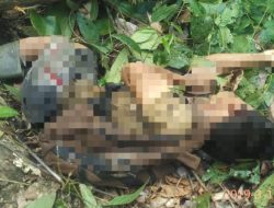 Tertimpa Kayu Yang Dipotongnya, Seorang Tukang Sensor Meninggal Dunia