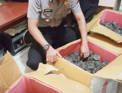 Polres Merauke Gagalkan Penyeludupan 2.277 Ekor Kura-kura Moncong Babi