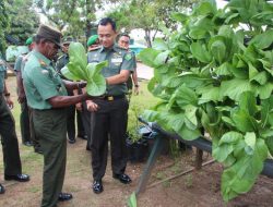 Dandim Merauke Bersama Prajurit Panen Sayur