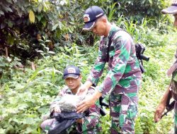 TNI Amankan Miras dan Ganja di Perbatasan RI-PNG