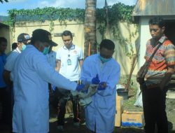 Diduga Terinfeksi Flu Burung, Tiga Ekor Ayam Jago Dimusnahkan Balai Karantina Jayapura