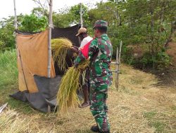 Di Merauke Banbinsa Koramil 06/Okaba Bantu Petani Panen Padi