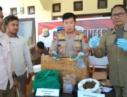 Polisi Amankan Amunisi Dan Ganja Pesanan Enggianus Kogoya