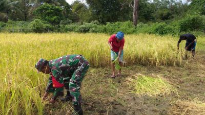 Pak Tentara Ikut Bantu Panen Padi di Merauke