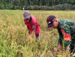 Babinsa Lakukan Pendampingan Panen Padi di Boven Digoel