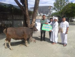 Hari Raya Idul Adha, Pemkab Jayapura Sumbang 5 Ekor Sapi