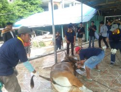 Pemotongan Sapi, 5 ekor Ditemukan Cacing Hati di Mesjid Al Aqsa Dan 1 ekor di Mesjid Auri