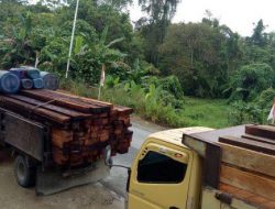 15 Kubik Kayu Ilegal Kembali di Sita di Jl Trans Papua Arso