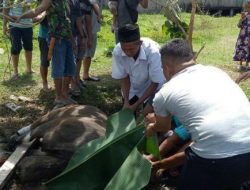 Dandim 1712/Sarmi Bersama Anggota Lakukan Pemotongan Hewan Kurban