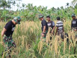 TNI bersama Masyarakat Panen Padi Bersama di Kampung Wonerejo