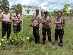 Tanam Ratusan Pohon, Polsek Kurik Peduli Penghijauan