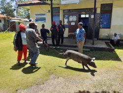 Kelurahan Wamena Kota Salurkan Bantuan 20 Ekor Ternak Babi