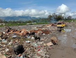 Warga Diajak Buat Kandang Sehat Bagi Ternak Babi