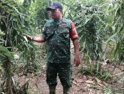 Ini Peran Sertu Agus Lakukan Pendampingan Kelompok Tani di Kampung Kibay