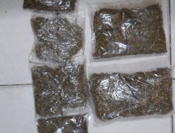 Satuan Reserse Narkoba Gagalkan Penyeludupan Ganja Dari Waris