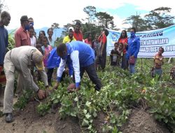 Pemerintah Beli Hasil Kebun Dan Serahkan Ternak Babi Pada Kelompok Tani