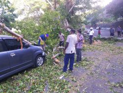 Pohon Tumbang Dijalan Sentani Timpa Mobil