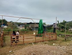 Sigap Terima Laporan Warga, Polisi Bongkar Arena Sabung Ayam