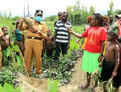 Bupati Jayawijaya Ajak Masyarakat Terus Berkebun