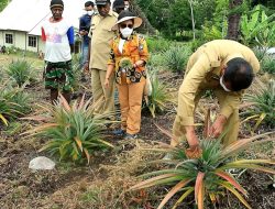 Pemerintah Kembangkan Pekebunan Nenas Di Jayawijaya