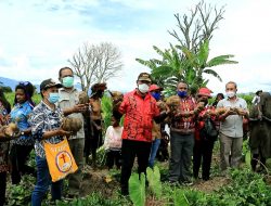 Bupati Banua Kunjungi Mama-mama Janda Dan Lansia Serta Lakukan Panen Ubi Jalar