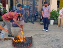 8 Kg Lebih Ganja Dimusnahkan Penyidik Disaksikan Tersangka dan Jaksa