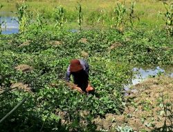 Perkebunan Masyarakat di Wesaput Tergenang Air, BPBD Sebut Kekurangan SDM