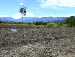 Banjir Membuat Enam Kampung di Distrik Kurulu Gagal Panen