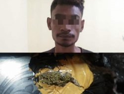 Bawa Ganja, Seorang Pria Diciduk Polisi di Pelabuhan Jayapura