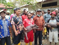 Pemda Bantu Bibit Babi Untuk Kelompok Penerima Manfaat di Kabupaten Yahukimo