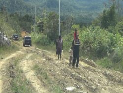 Peningkatan Jalan Lingkar Koragi – Wollo Jadi Perioritas Pemerintah Jayawijaya