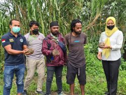 Satuan Narkoba Polres Jayawijaya Amankan 3 Pohon Diduga Tanaman Ganja