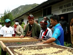 Pemerintah Diminta Perkuat Basis Produksi Kopi Jayawijaya