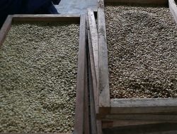 Pengembangan Lahan Kopi di Jayawijaya Terkendala Hak Ulayat