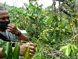 Tahun 2021, Jayawijaya Memproduksi Kopi 165,3 Ton
