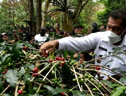 Petani Kopi Jayawijaya Diminta Kembangkan Lahan Perkebunan Kopi